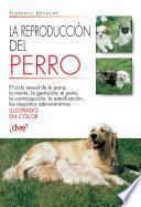 La reproducción del Perro